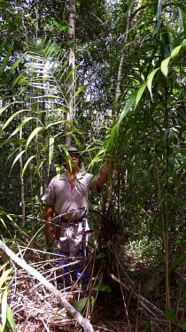 Man standing behind Bactris horridispatha Leaves,Tropical,Liliopsida,Terrestrial,Photosynthetic,Bactris,Palmae,Plantae,Vulnerable,Sub-tropical,South America,Arecales,Forest,Tracheophyta,IUCN Red List