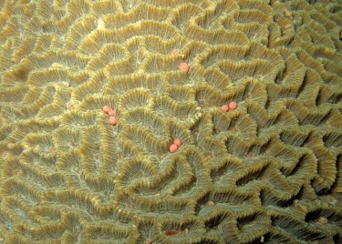 Close up of Platygyra sinensis spawning Symbiotic,Coral reef,Marine,Pacific,Animalia,Aquatic,Appendix II,Least Concern,Cnidaria,Platygyra,Particulate,IUCN Red List,Scleractinia,Indian,Anthozoa,Faviidae,CITES