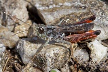 Male Chortipphus acroleucus Insecta,IUCN Red List,Animalia,Terrestrial,Orthoptera,Arthropoda,Acrididae,Chortipphus,Europe,Vulnerable