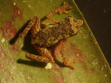 Carvalho's tree toad Adult,Sub-tropical,Chordata,Bufonidae,Endangered,Tropical,South America,IUCN Red List,carvalhoi,Terrestrial,Forest,Dendrophryniscus,Anura,Amphibia,Animalia