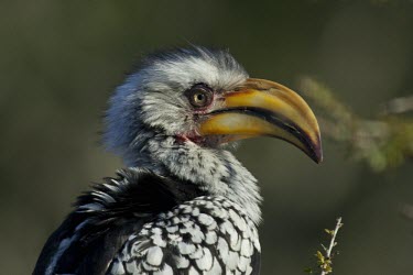 Southern yellow-billed hornbill, head detail Adult,Terrestrial,Africa,Least Concern,Chordata,Flying,Animalia,Forest,Bucerotidae,Aves,Tockus,Omnivorous,Coraciiformes,IUCN Red List