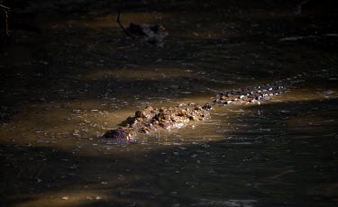 Philippine crocodile Adult,Crocodylus,Terrestrial,Ponds and lakes,Aquatic,Crocodylia,Critically Endangered,Wetlands,Crocodylidae,Asia,Reptilia,Chordata,mindorensis,Appendix I,Streams and rivers,Animalia,Carnivorous,IUCN R