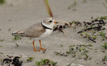 Piping plover on beach Habitat,Adult,Species in habitat shot,Aves,Birds,Charadriidae,Lapwings, Plovers,Chordates,Chordata,Ciconiiformes,Herons Ibises Storks and Vultures,Ponds and lakes,Brackish,Wetlands,Flying,Charadrius,O