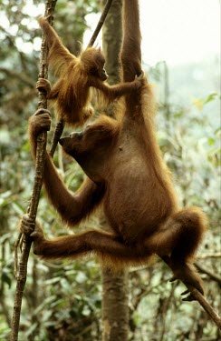 Female Sumatran orangutan drinking her young's urine Adult,Adult Male,Infant,Mammalia,Mammals,Chordates,Chordata,Hominids,Hominidae,Primates,Arboreal,Herbivorous,Appendix I,abelii,Rainforest,Animalia,Pongo,Critically Endangered,Asia,IUCN Red List