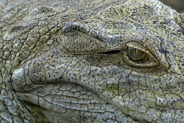 Nile crocodile, close up of eye Adult,Reptilia,Reptiles,Chordates,Chordata,Fresh water,Terrestrial,Crocodylidae,Crocodylia,Least Concern,Animalia,Africa,Brackish,Crocodylus,Appendix I,Aquatic,Appendix II,Carnivorous,niloticus,IUCN R