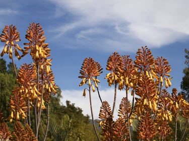 Aloe sinkatana in flower Flower,IUCN Red List,Terrestrial,Plantae,Photosynthetic,Liliopsida,Aloaceae,Liliales,Aloe,Africa,Endangered,Scrub,Tracheophyta
