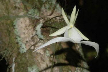 Ghost orchid in flower Flower,Mature form,Liliopsida,Orchidaceae,Wetlands,Photosynthetic,Dendrophylax,Arboreal,North America,Tracheophyta,Appendix II,Orchidales,Plantae