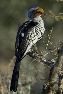 Southern yellow-billed hornbill perched Adult,Terrestrial,Africa,Least Concern,Chordata,Flying,Animalia,Forest,Bucerotidae,Aves,Tockus,Omnivorous,Coraciiformes,IUCN Red List