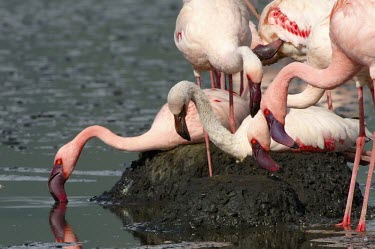 Lesser flamingos on their nests in alkaline lake Adult,Ciconiiformes,Herons Ibises Storks and Vultures,Flamingos,Phoenicopteriformes,Chordates,Chordata,Phoenicopteridae,Aves,Birds,Carnivorous,Wetlands,Salt marsh,Aquatic,minor,Animalia,Terrestrial,Ap