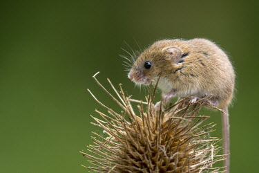 Harvest mouse 5 mouse,rodent,Harvest mouse,Micromys minutus,teasel,British Wildlife Centre,Lingfield,Surrey,Captive,Rodents,Rodentia,Chordates,Chordata,Mammalia,Mammals,Rats, Mice, Voles and Lemmings,Muridae,Europe,G
