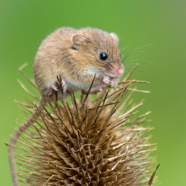 Harvest mouse 2 mouse,rodent,Harvest mouse,Micromys minutus,teasel,square,British Wildlife Centre,Lingfield,Surrey,Captive,Rodents,Rodentia,Chordates,Chordata,Mammalia,Mammals,Rats, Mice, Voles and Lemmings,Muridae,R