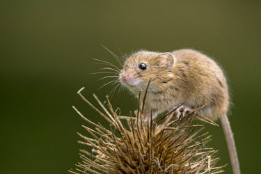 Harvest mouse 4 mouse,rodent,Harvest mouse,Micromys minutus,teasel,British Wildlife Centre,Lingfield,Surrey,Captive,Rodents,Rodentia,Chordates,Chordata,Mammalia,Mammals,Rats, Mice, Voles and Lemmings,Muridae,Europe,G