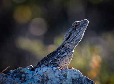 Eastern bearded dragon on rock Jew lizard,reptile,Least Concern,Wild