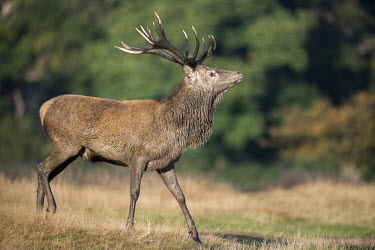 Red deer stag during autumn rutting season stag,male,communication,display,antlers,mating,behaviour,vocalisation,bellowing,autumn,rut,rutting,Even-toed Ungulates,Artiodactyla,Cervidae,Deer,Chordates,Chordata,Mammalia,Mammals,Species of Conserv