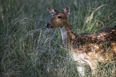 Chital in long grass Spotted deer,long grass,Chordates,Chordata,Mammalia,Mammals,Cervidae,Deer,Even-toed Ungulates,Artiodactyla,Asia,South America,Forest,Animalia,Axis,Grassland,Temperate,Europe,Scrub,Least Concern,Austra