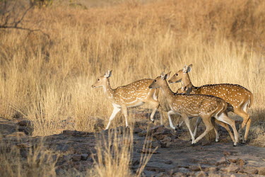 Chital on the move Spotted deer,group,walking,herd,Chordates,Chordata,Mammalia,Mammals,Cervidae,Deer,Even-toed Ungulates,Artiodactyla,Asia,South America,Forest,Animalia,Axis,Grassland,Temperate,Europe,Scrub,Least Concer