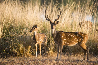 Chital buck with young male,stag,antlers,young,calf,Chordates,Chordata,Mammalia,Mammals,Cervidae,Deer,Even-toed Ungulates,Artiodactyla,Asia,South America,Forest,Animalia,Axis,Grassland,Temperate,Europe,Scrub,Least Concern,A