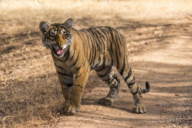 Bengal tiger cub on track with mouth open, Ranthambhore National Park, Rajasthan, India young,cub,track,big cat,national park,Carnivora,Panthera,Tropical,Mammalia,Appendix I,tigris,Felidae,Carnivorous,Extinct,Chordata,Asia,Temperate,Animalia,Critically Endangered,Endangered,Terrestrial,I