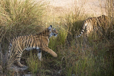 Bengal tiger cubs on the move through grass landscape,young,cub,juvenile,grass,big cat,pair,Carnivora,Panthera,Tropical,Mammalia,Appendix I,tigris,Felidae,Carnivorous,Extinct,Chordata,Asia,Temperate,Animalia,Critically Endangered,Endangered,Ter