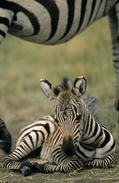 Common zebra (Equus quagga) foal resting under mother, Masai Mara National Reserve, Kenya Least Concern,quagga,Streams and rivers,Mammalia,Perissodactyla,Ponds and lakes,Equidae,Equus,Africa,Terrestrial,Savannah,Herbivorous,Temporary water,Chordata,Animalia,IUCN Red List