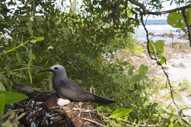 Lesser noddy on nest with egg in grey mangrove tree grey mangrove,white mangrove,Avicennia marina,mangrove,nest,nesting,incubation,Indian Ocean Islands,egg,reproduction,Shore,Charadriiformes,Anous,Ocean,Laridae,Coastal,Arboreal,Africa,IUCN Red List,Aqu