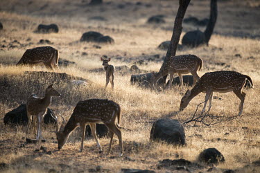 Chital deer grazing spotted deer,grazing,group,herd,Chordates,Chordata,Mammalia,Mammals,Cervidae,Deer,Even-toed Ungulates,Artiodactyla,Asia,South America,Forest,Animalia,Axis,Grassland,Temperate,Europe,Scrub,Least Concer
