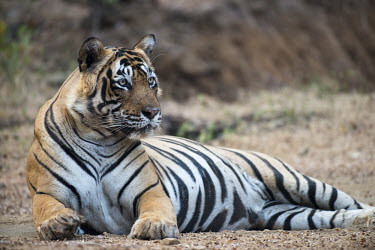 Bengal tiger sitting on track sitting,lying,resting,track,big cat,Carnivora,Panthera,Tropical,Mammalia,Appendix I,tigris,Felidae,Carnivorous,Extinct,Chordata,Asia,Temperate,Animalia,Critically Endangered,Endangered,Terrestrial,IUC