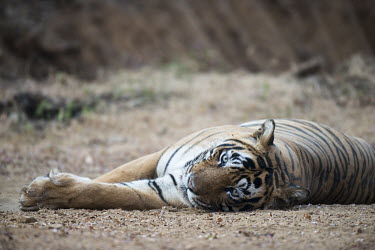 Bengal tiger lying on track sitting,lying,resting,track,big cat,Carnivora,Panthera,Tropical,Mammalia,Appendix I,tigris,Felidae,Carnivorous,Extinct,Chordata,Asia,Temperate,Animalia,Critically Endangered,Endangered,Terrestrial,IUC
