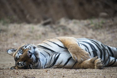 Bengal tiger lying on track sitting,lying,resting,track,big cat,Carnivora,Panthera,Tropical,Mammalia,Appendix I,tigris,Felidae,Carnivorous,Extinct,Chordata,Asia,Temperate,Animalia,Critically Endangered,Endangered,Terrestrial,IUC
