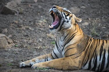 Bengal tiger, lying on ground, yawning adult,yawning,resting,big cat,Carnivora,Panthera,Tropical,Mammalia,Appendix I,tigris,Felidae,Carnivorous,Extinct,Chordata,Asia,Temperate,Animalia,Critically Endangered,Endangered,Terrestrial,IUCN Red