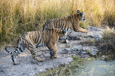 Bengal tiger cubs on the move across rocks young,cub,juvenile,big cat,pair,rock,water,Carnivora,Panthera,Tropical,Mammalia,Appendix I,tigris,Felidae,Carnivorous,Extinct,Chordata,Asia,Temperate,Animalia,Critically Endangered,Endangered,Terrestr