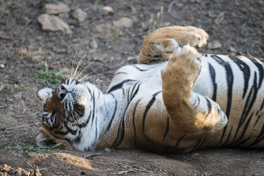 Bengal tiger rolling on back lying,adult,resting,big cat,Carnivora,Panthera,Tropical,Mammalia,Appendix I,tigris,Felidae,Carnivorous,Extinct,Chordata,Asia,Temperate,Animalia,Critically Endangered,Endangered,Terrestrial,IUCN Red Li