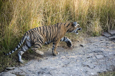 Bengal tiger cub on the move across rocks young,cub,juvenile,rock,big cat,water,Carnivora,Panthera,Tropical,Mammalia,Appendix I,tigris,Felidae,Carnivorous,Extinct,Chordata,Asia,Temperate,Animalia,Critically Endangered,Endangered,Terrestrial,I