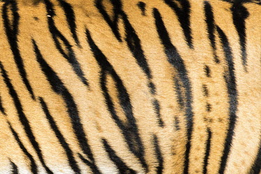 Bengal tiger stripe pattern pattern,stripe,close up,fur,print,Carnivora,Panthera,Tropical,Mammalia,Appendix I,tigris,Felidae,Carnivorous,Extinct,Chordata,Asia,Temperate,Animalia,Critically Endangered,Endangered,Terrestrial,IUCN