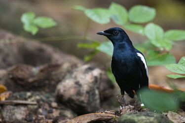 Seychelles magpie-robin, front view Indian Ocean Islands,magpie-robin,conservation,ring,bird-ringing,Carnivorous,Endangered,Forest,Africa,Aves,Passeriformes,Muscicapidae,Animalia,Agricultural,Flying,sechellarum,Copsychus,Chordata,IUCN R