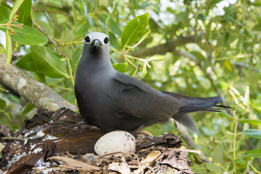 Lesser noddy on nest with egg in grey mangrove tree grey mangrove,white mangrove,Avicennia marina,mangrove,nest,nesting,incubation,Indian Ocean Islands,egg,reproduction,Shore,Charadriiformes,Anous,Ocean,Laridae,Coastal,Arboreal,Africa,IUCN Red List,Aqu