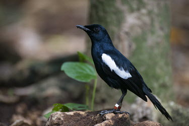 Seychelles magpie-robin Indian Ocean Islands,magpie-robin,conservation,ring,bird-ringing,Carnivorous,Endangered,Forest,Africa,Aves,Passeriformes,Muscicapidae,Animalia,Agricultural,Flying,sechellarum,Copsychus,Chordata,IUCN R