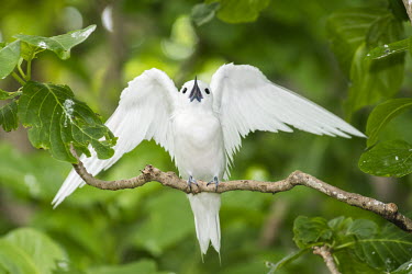 Fairy tern in pisonia tree, with wings spread Pisonia grandis,tree,wings,wingspan,front view