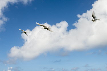 Fairy terns in flight tern,Indian Ocean Islands,portraits,seabirds,cut out,blue,gliding,sky,group,Ciconiiformes,Herons Ibises Storks and Vultures,Laridae,Gulls, Terns,Aves,Birds,Chordates,Chordata,Asia,Animalia,Lower Risk,