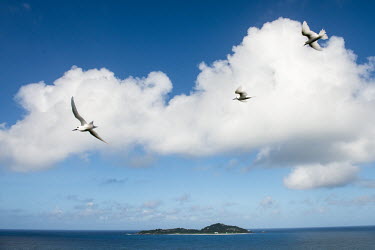 Fairy terns in flight over Cousine Island tern,Indian Ocean Islands,portraits,seabirds,cut out,blue,gliding,sky,group,Ciconiiformes,Herons Ibises Storks and Vultures,Laridae,Gulls, Terns,Aves,Birds,Chordates,Chordata,Asia,Animalia,Lower Risk,