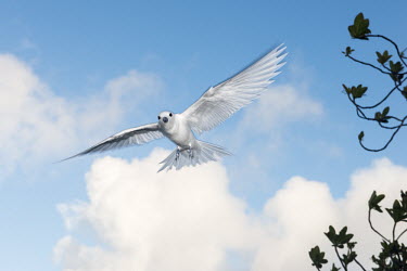 Fairy tern in flight tern,Indian Ocean Islands,portraits,seabirds,cut out,blue,flying,sky,group,ventral view,flight,Ciconiiformes,Herons Ibises Storks and Vultures,Laridae,Gulls, Terns,Aves,Birds,Chordates,Chordata,Asia,A