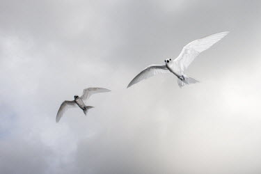 Fairy terns in flight tern,Indian Ocean Islands,portraits,seabirds,cut out,gliding,sky,ventral view,pair,Ciconiiformes,Herons Ibises Storks and Vultures,Laridae,Gulls, Terns,Aves,Birds,Chordates,Chordata,Asia,Animalia,Lowe