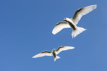 Pair of fairy terns in flight, ventral view tern,Indian Ocean Islands,portraits,seabirds,cut out,blue,gliding,sky,group,ventral view,Ciconiiformes,Herons Ibises Storks and Vultures,Laridae,Gulls, Terns,Aves,Birds,Chordates,Chordata,Asia,Animali