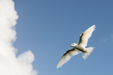 Fairy tern in flight tern,Indian Ocean Islands,portraits,seabirds,cut out,blue,gliding,sky,group,ventral view,Ciconiiformes,Herons Ibises Storks and Vultures,Laridae,Gulls, Terns,Aves,Birds,Chordates,Chordata,Asia,Animali