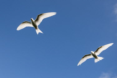 Fairy terns in flight tern,Indian Ocean Islands,portraits,seabirds,cut out,blue,gliding,sky,pair,ventral view,Ciconiiformes,Herons Ibises Storks and Vultures,Laridae,Gulls, Terns,Aves,Birds,Chordates,Chordata,Asia,Animalia