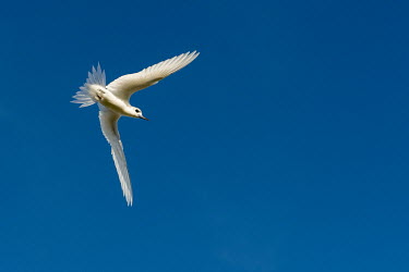 Fairy tern in flight, ventral view tern,Indian Ocean Islands,portraits,seabirds,cut out,blue,gliding,sky,ventral view,Ciconiiformes,Herons Ibises Storks and Vultures,Laridae,Gulls, Terns,Aves,Birds,Chordates,Chordata,Asia,Animalia,Lowe