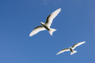 Fairy terns in flight tern,Indian Ocean Islands,portraits,seabirds,cut out,blue,gliding,sky,group,ventral view,Ciconiiformes,Herons Ibises Storks and Vultures,Laridae,Gulls, Terns,Aves,Birds,Chordates,Chordata,Asia,Animali