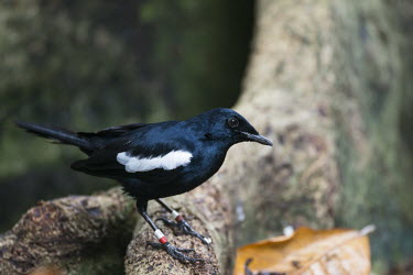 Seychelles magpie-robin Indian Ocean Islands,magpie-robin,conservation,ring,bird-ringing,Carnivorous,Endangered,Forest,Africa,Aves,Passeriformes,Muscicapidae,Animalia,Agricultural,Flying,sechellarum,Copsychus,Chordata,IUCN R
