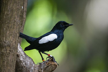 Seychelles magpie robin, side view Indian Ocean Islands,magpie-robin,conservation,ring,bird-ringing,side view,Carnivorous,Endangered,Forest,Africa,Aves,Passeriformes,Muscicapidae,Animalia,Agricultural,Flying,sechellarum,Copsychus,Chord