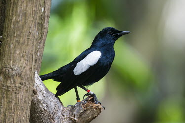 Seychelles magpie robin Indian Ocean Islands,magpie-robin,conservation,ring,bird-ringing,side view,Carnivorous,Endangered,Forest,Africa,Aves,Passeriformes,Muscicapidae,Animalia,Agricultural,Flying,sechellarum,Copsychus,Chord